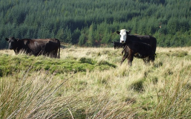 Increased risk of scour in cattle this winter Increased risk of scour in cattle this winter