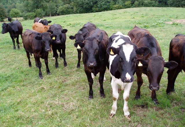 £10m UK and Singapore beef trade deal reached £10m UK and Singapore beef trade deal reached