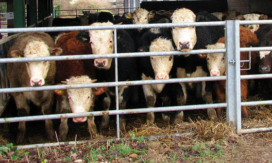 University secures grant for bovine tuberculosis research University secures grant for bovine tuberculosis research