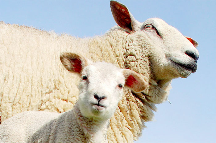 Look after UK suppliers as imported lamb drops, NSA urges Look after UK suppliers as imported lamb drops, NSA urges