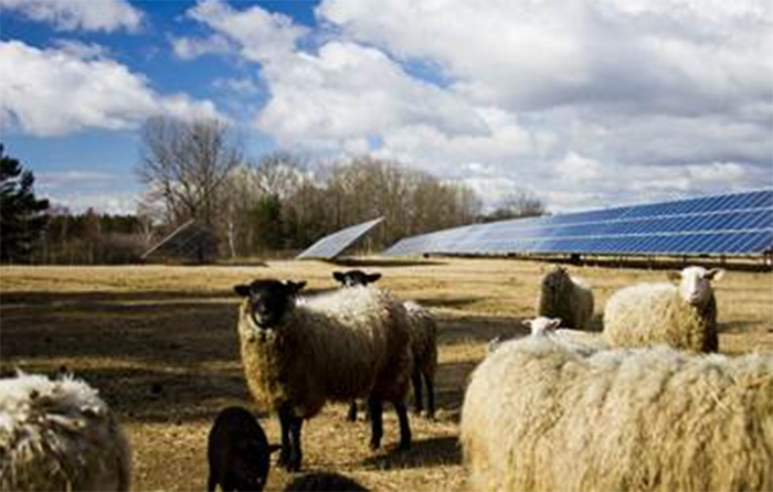 Solar farms: A taxing problem for farmers? Solar farms: A taxing problem for farmers?