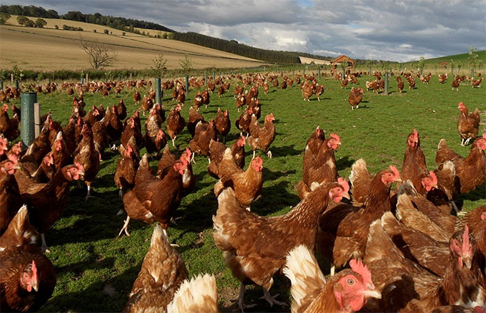 2 Sisters and 2 Agri meet with union and chicken producers 2 Sisters and 2 Agri meet with union and chicken producers
