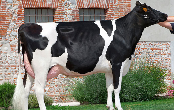 Cogent’s ‘sell-out’ outcross bull comes back on to the market Cogent’s ‘sell-out’ outcross bull comes back on to the market