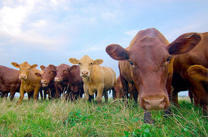 New livestock rules will save farmers £70m, says Paterson New livestock rules will save farmers £70m, says Paterson