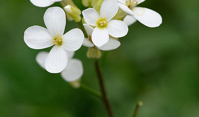 New discovery could stimulate plant growth and increase crop yields New discovery could stimulate plant growth and increase crop yields
