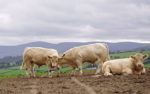 Beef Association warns farmers will lose out over CAP deal Beef Association warns farmers will lose out over CAP deal