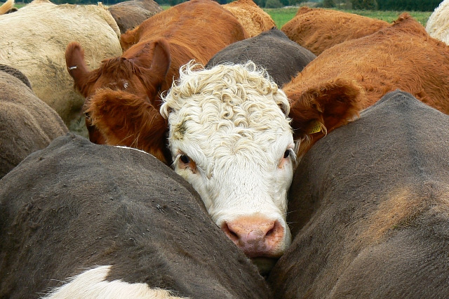 What's changed since the horse meat scandal broke? What's changed since the horse meat scandal broke?