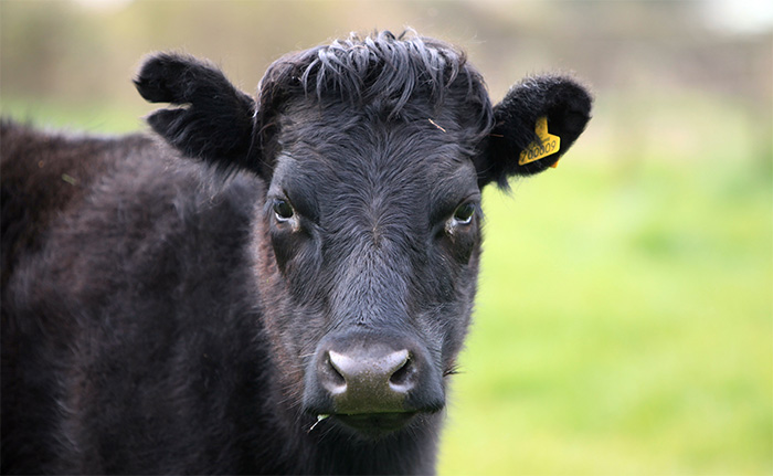 Horsemeat scandal triggers local produce boom Horsemeat scandal triggers local produce boom