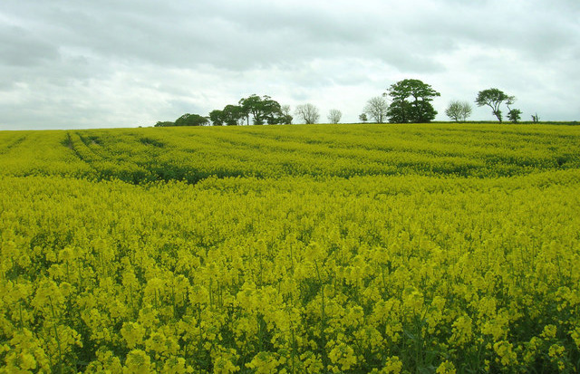 Rothamsted submits GM field trial application Rothamsted submits GM field trial application