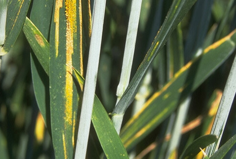 Cereal crops 'facing yellow rust epidemic' Cereal crops 'facing yellow rust epidemic'