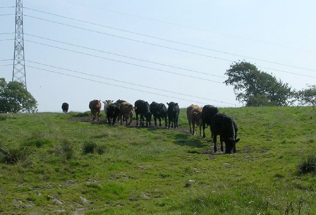 Defra to publish consultation on TB-free England Defra to publish consultation on TB-free England