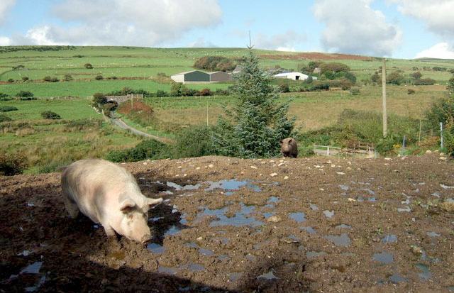 Pig farmers call on government to improve defences against swine fever Pig farmers call on government to improve defences against swine fever