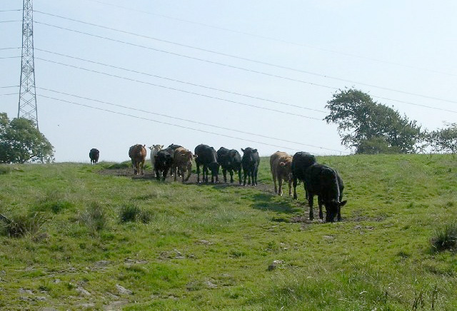 Enhanced management for long-term TB herds Enhanced management for long-term TB herds