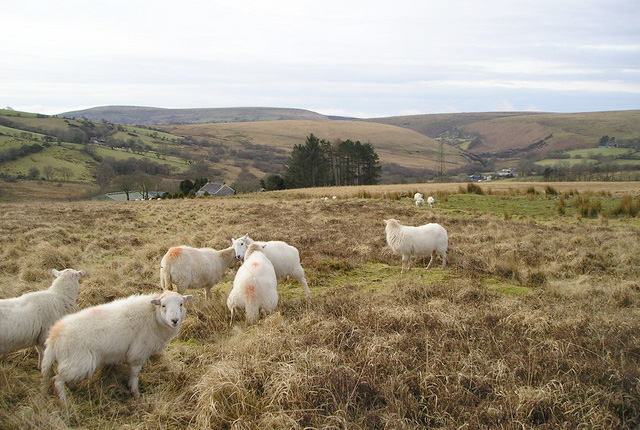 Upland sheep criticism 'unfounded', says NSA Upland sheep criticism 'unfounded', says NSA
