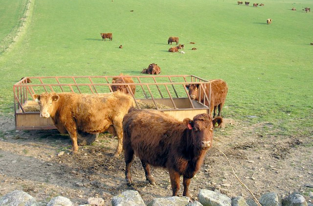 Figures show 'very little' increase in Polish beef imports Figures show 'very little' increase in Polish beef imports