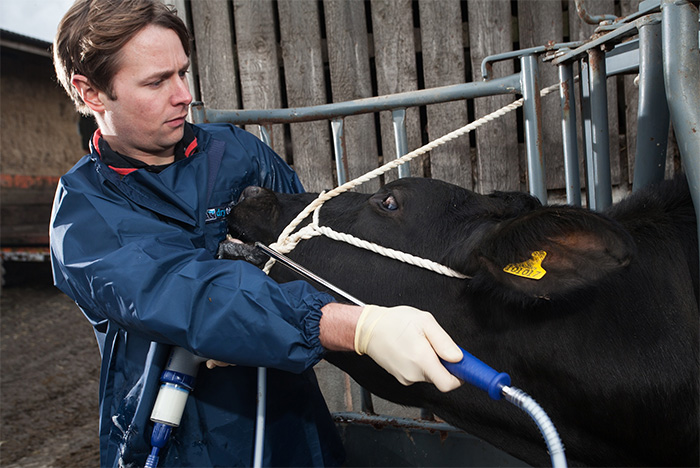 Treat housed dairy cattle for fluke before turnout Treat housed dairy cattle for fluke before turnout