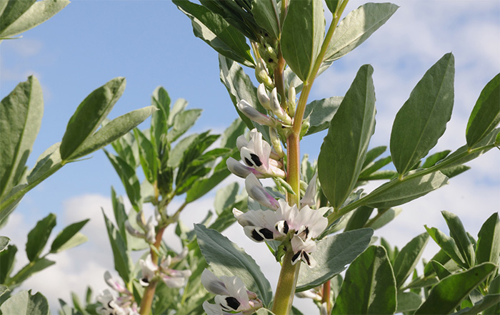 Pulse Roadshows provide latest advice for peas and beans Pulse Roadshows provide latest advice for peas and beans