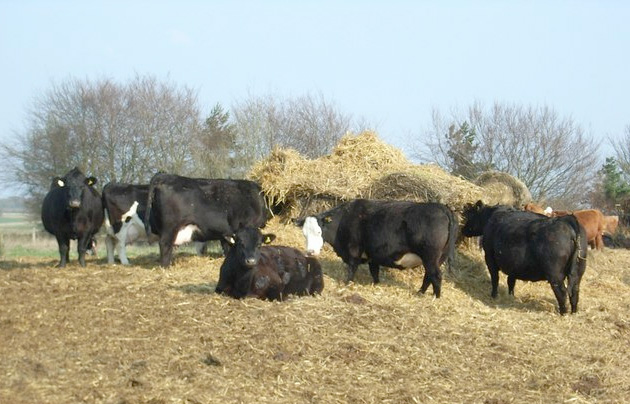 Farmers Despair at Government TB Proposals Farmers Despair at Government TB Proposals