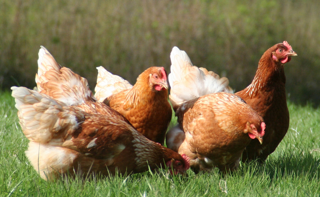 How is your feather loss measuring up? How is your feather loss measuring up?