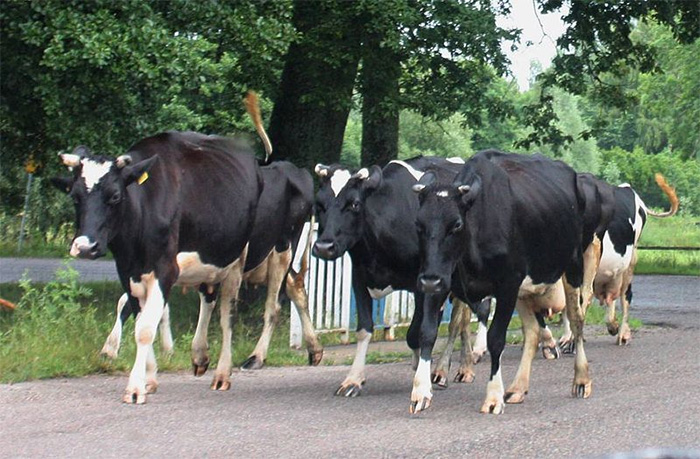 Unlocking Poland's dairy potential Unlocking Poland's dairy potential