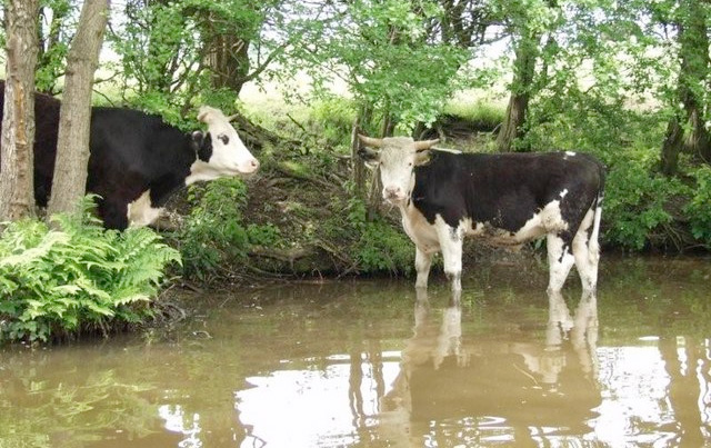 UK and Irish unions thrash out livestock concerns UK and Irish unions thrash out livestock concerns