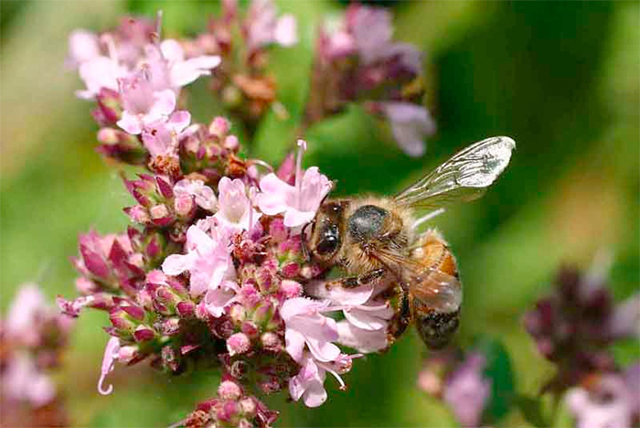 Managed honeybees linked to new diseases in wild bees Managed honeybees linked to new diseases in wild bees