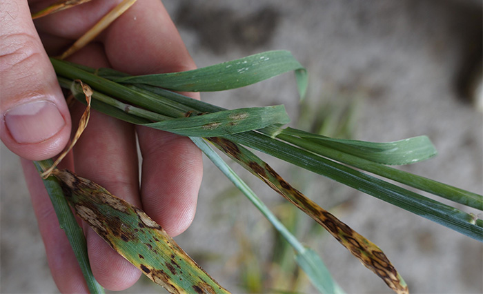 Adexar approval for malting barley 'perfectly timed' Adexar approval for malting barley 'perfectly timed'