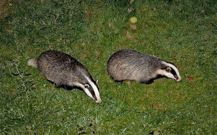 Badger vaccination 'not a viable alternative to culling' Badger vaccination 'not a viable alternative to culling'