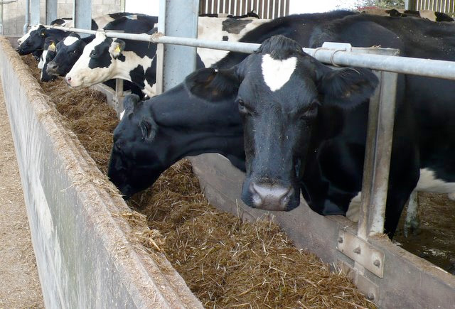 Female sexed semen has higher value than previously thought Female sexed semen has higher value than previously thought
