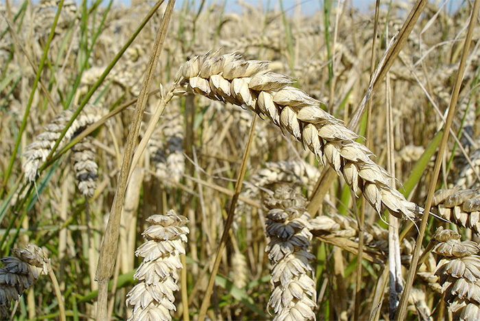 Indonesia to establish itself as top 3 global wheat importer Indonesia to establish itself as top 3 global wheat importer