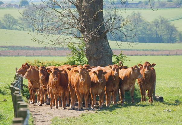 Eight strategies for efficient and sustainable livestock farming Eight strategies for efficient and sustainable livestock farming