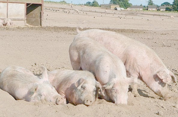 Pig industry moves to red alert over transatlantic killer Pig industry moves to red alert over transatlantic killer
