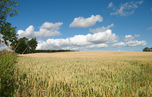 Approve GM crops, adviser urges Cameron Approve GM crops, adviser urges Cameron