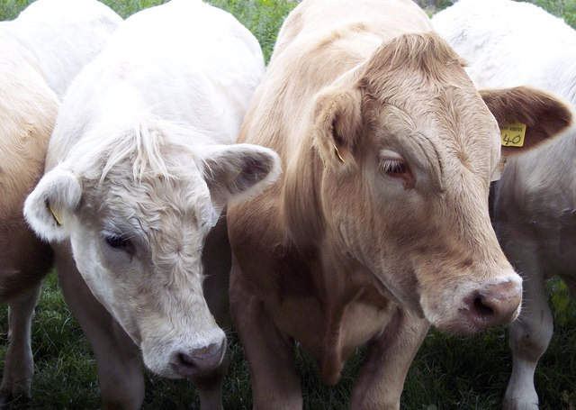 Farmers urged to be vigilant as first case of cattle scab found Farmers urged to be vigilant as first case of cattle scab found