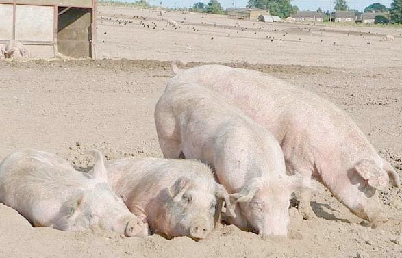 Porcine virus to cause shortfall in American hog market Porcine virus to cause shortfall in American hog market