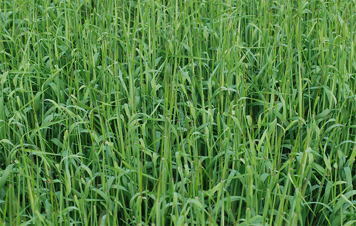 Spring barley plays important role on mixed farm Spring barley plays important role on mixed farm