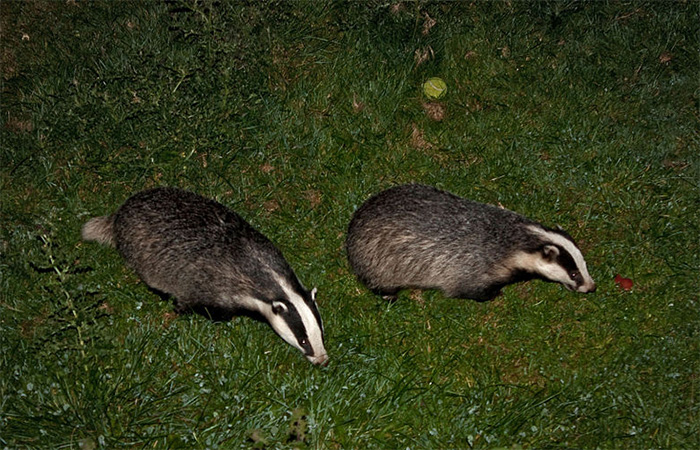 Cull the badger cull, says Andrew George MP Cull the badger cull, says Andrew George MP