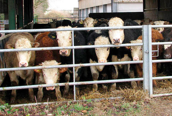 Wet winter may increase risk of liver fluke in cattle Wet winter may increase risk of liver fluke in cattle