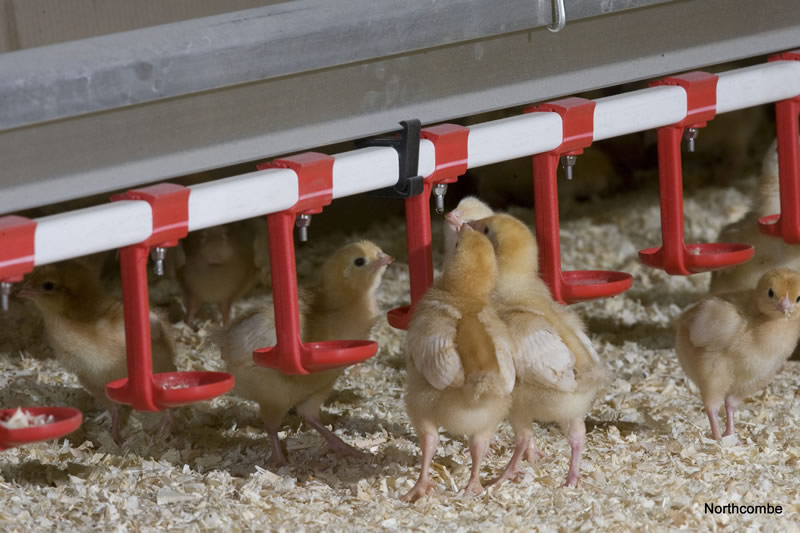 Pullet rearing – laying the foundations for future flock success Pullet rearing – laying the foundations for future flock success