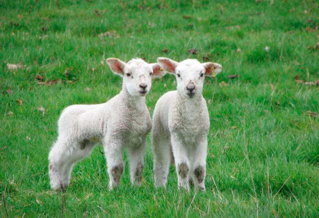 New Schmallenberg vaccine to offer flexibility for farmers New Schmallenberg vaccine to offer flexibility for farmers