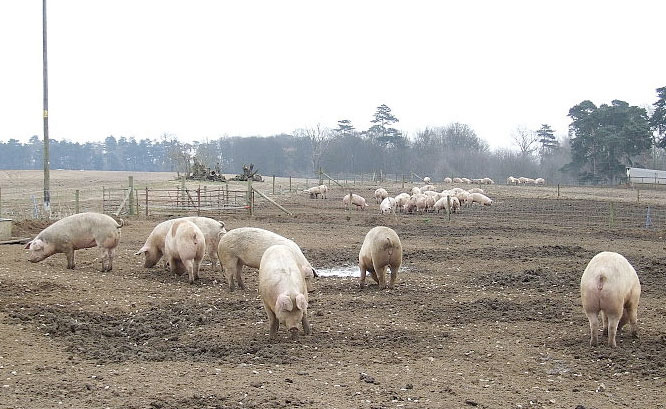 Producers urged to vaccinate against Swine Influenza Producers urged to vaccinate against Swine Influenza