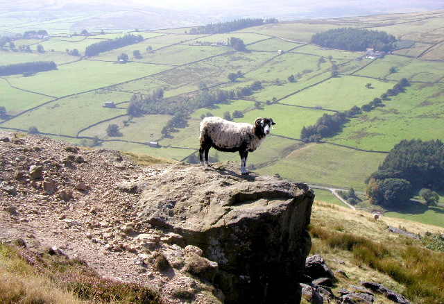 96% of sheep worrying incidents cause stress of injury 96% of sheep worrying incidents cause stress of injury