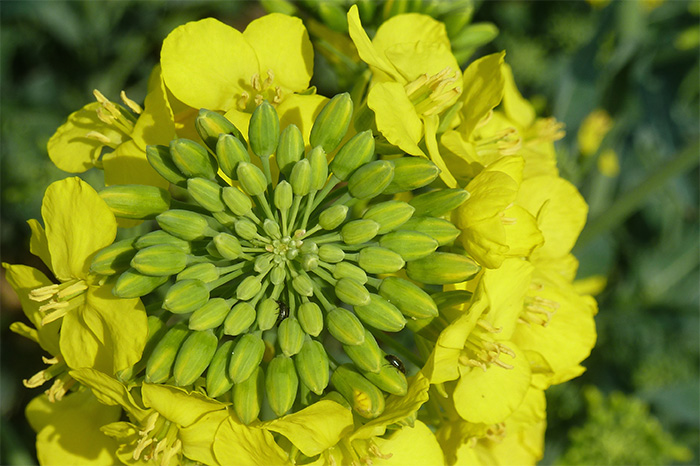 Cereals 14: Lima<a href='javascript:void(0)' class='keyword' id='13' style='text-decoration:underline;color:blue' >grain</a> to show oilseed rape variety Amalie Cereals 14: Lima<a href='javascript:void(0)' class='keyword' id='13' style='text-decoration:underline;color:blue' >grain</a> to show oilseed rape variety Amalie