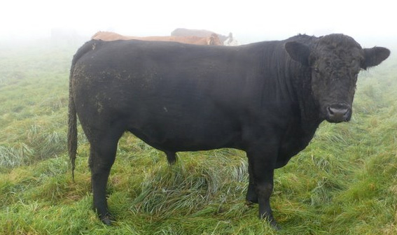 Scottish beef payments to arrive from 17th April Scottish beef payments to arrive from 17th April