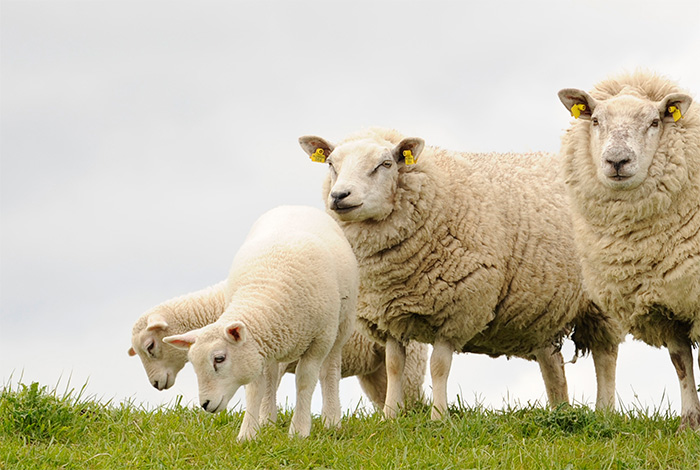 Experts warn sheep farmers of Nematodirus risk Experts warn sheep farmers of Nematodirus risk