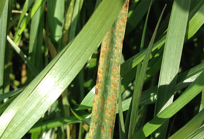 Disease threat to forward silage crops Disease threat to forward silage crops