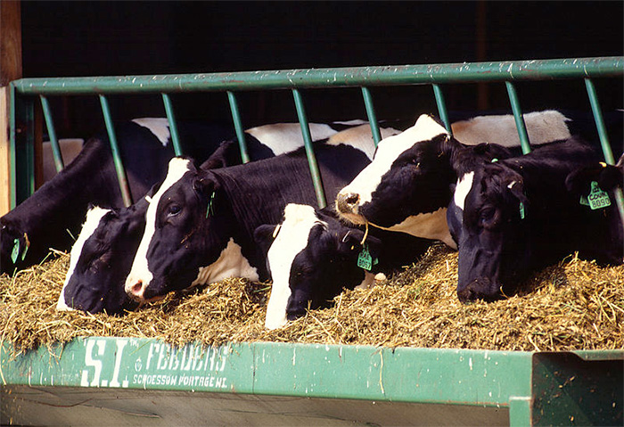 Booming milk production 'could trigger cash flow problems' for dairy farmers Booming milk production 'could trigger cash flow problems' for dairy farmers