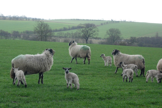 Association expresses 'disappointment' over lamb meat substitution Association expresses 'disappointment' over lamb meat substitution