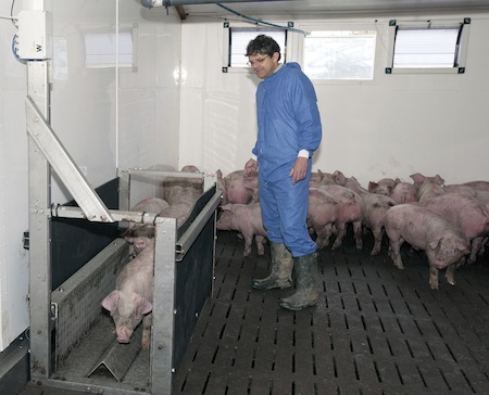 Tim Miller, environment specialist with ARM Buildings on a farm which has been evaluating the growth sensor. Pigs walk through of their own free will Tim Miller, environment specialist with ARM Buildings on a farm which has been evaluating the growth sensor. Pigs walk through of their own free will