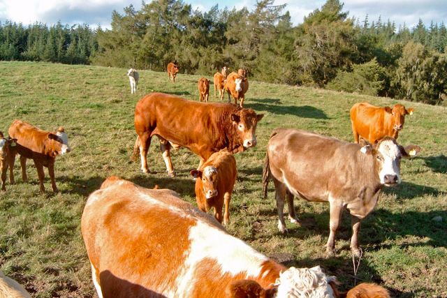 Beef farmers feel betrayed over farm gate price drop Beef farmers feel betrayed over farm gate price drop